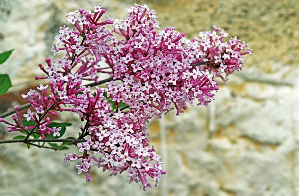 Lilac On Stone by Deb Oppermann